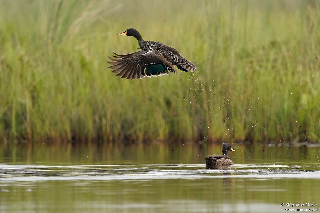 Canard à bec jaune