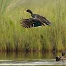 Canard à bec jaune