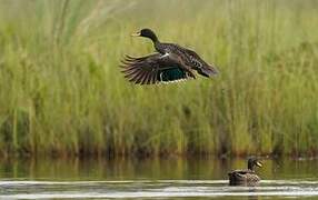 Canard à bec jaune