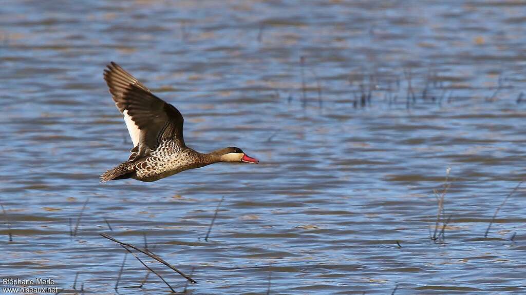 Red-billed Tealadult, Flight