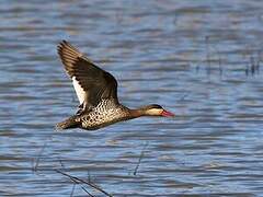 Canard à bec rouge