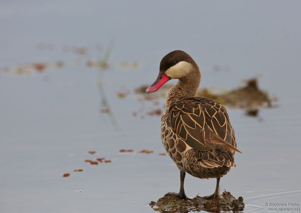 Red-billed Tealadult