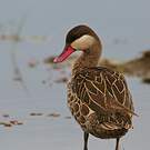 Canard à bec rouge