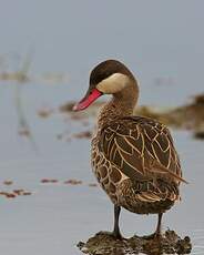 Canard à bec rouge