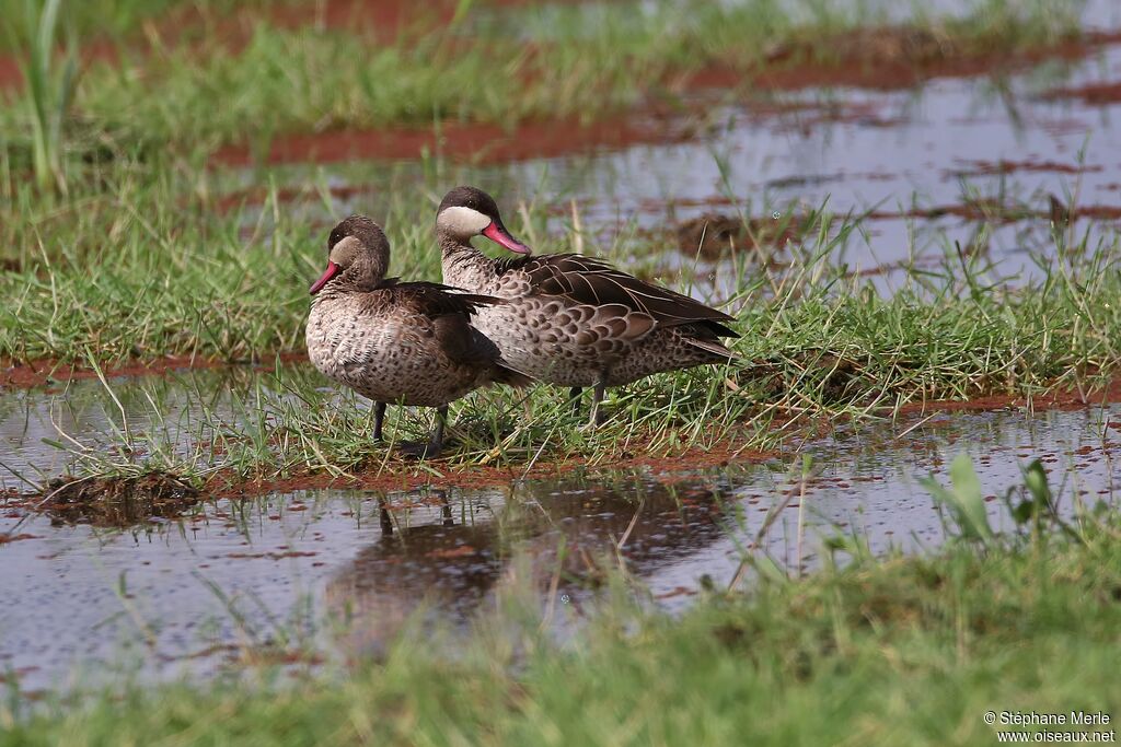 Canard à bec rouge