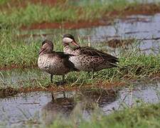 Red-billed Teal