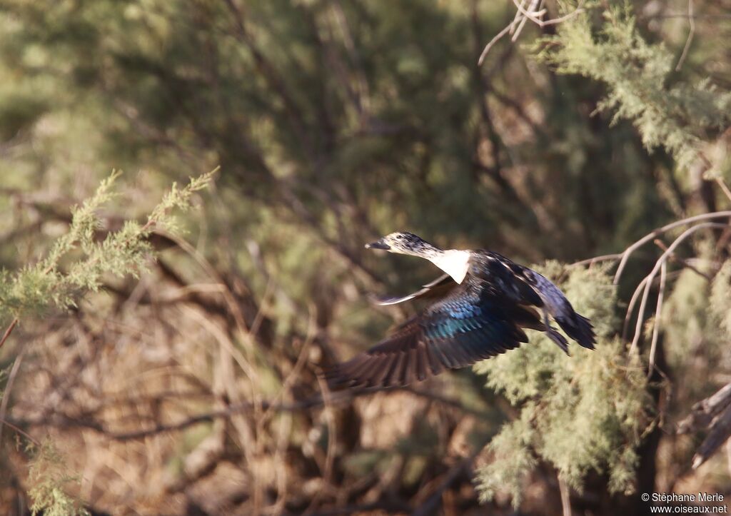 Knob-billed Duckadult