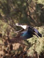 Canard à bosse