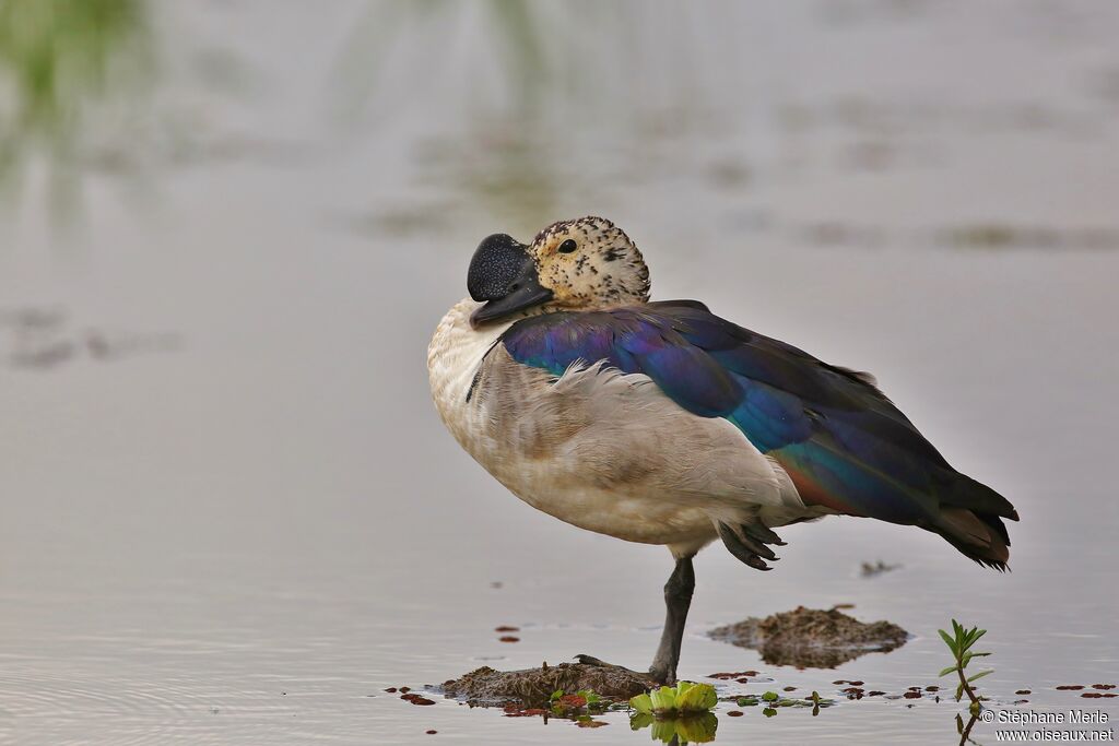 Canard à bosse mâle adulte