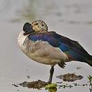 Canard à bosse