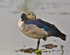 Knob-billed Duck