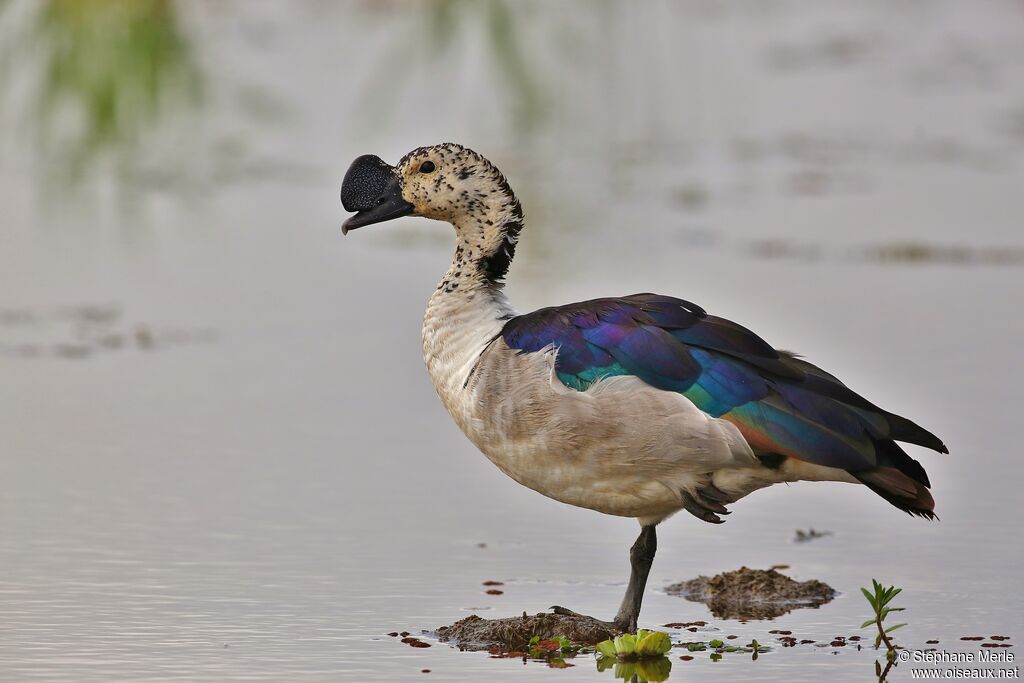 Canard à bosse mâle adulte