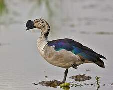 Knob-billed Duck