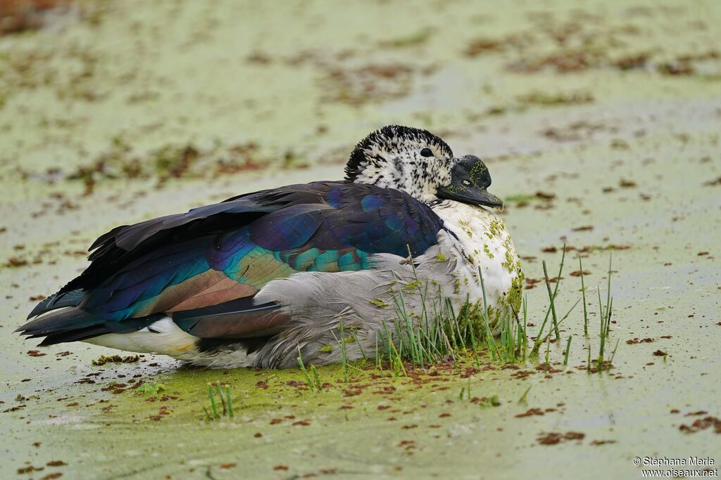 Knob-billed Duck male adult