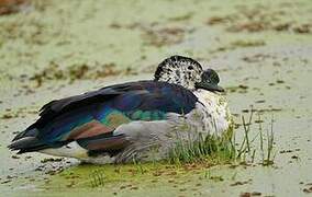 Knob-billed Duck