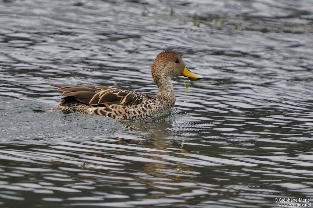 Yellow-billed Pintailadult