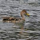 Canard à queue pointue
