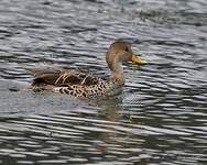 Canard à queue pointue