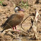 Canard amazonette