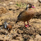 Canard amazonette