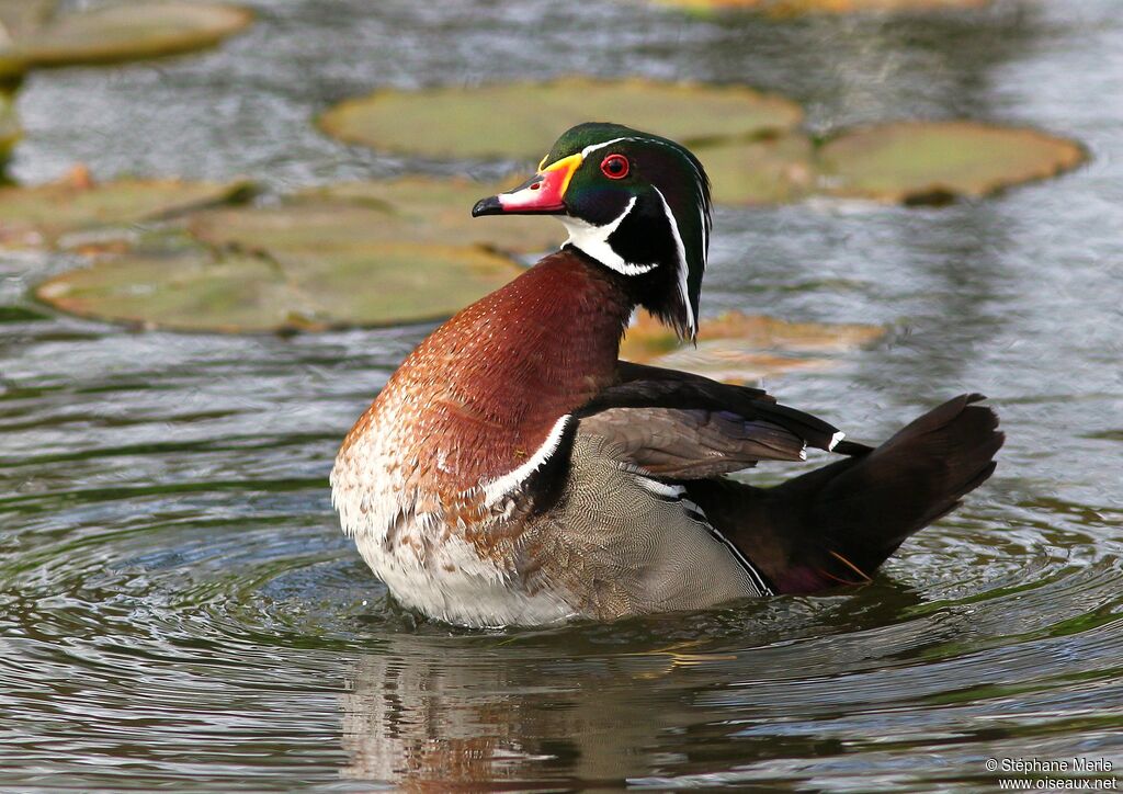 Wood Duck male adult