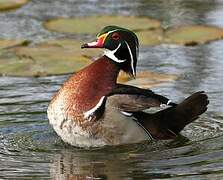 Canard carolin