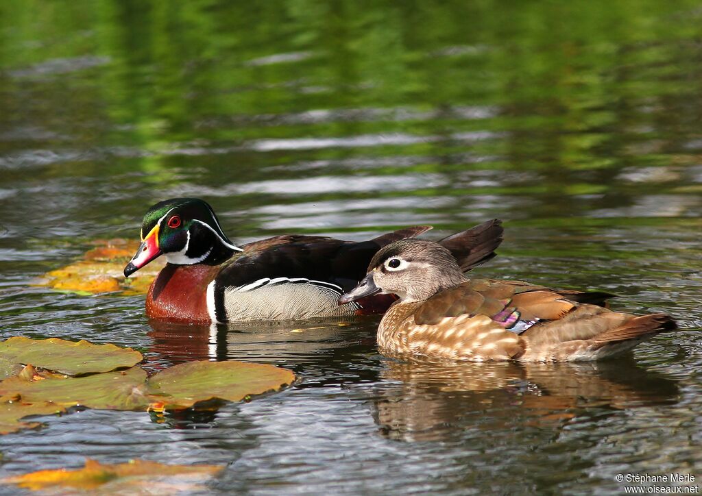 Wood Duckadult