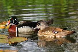 Canard carolin