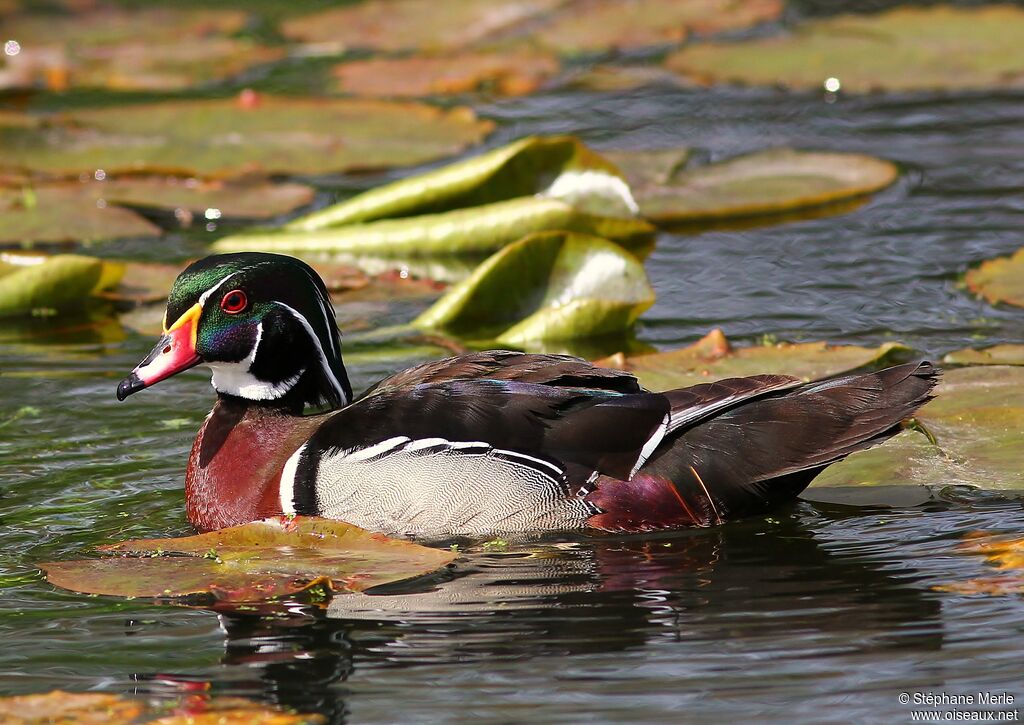 Canard carolin