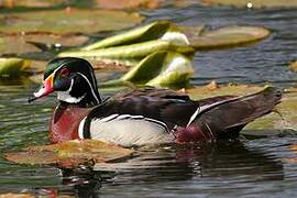 Wood Duck