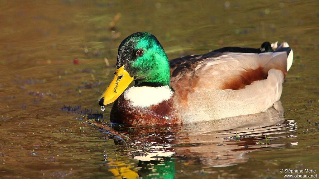 Mallard male adult breeding