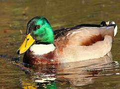 Mallard