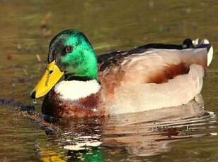 Canard colvert