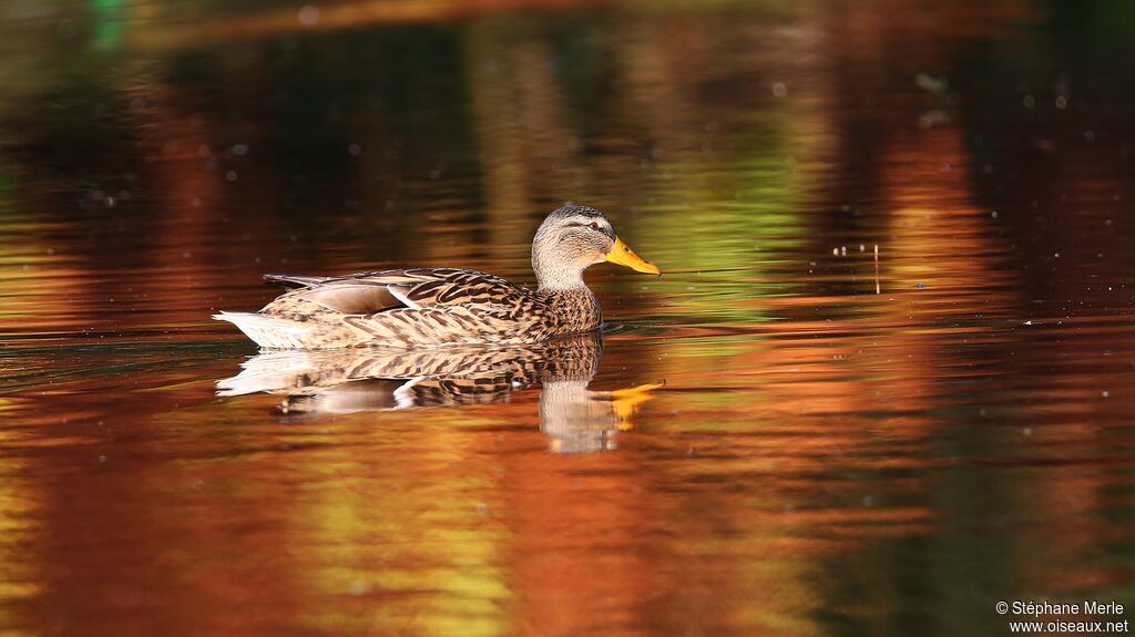 Canard colvert femelle adulte