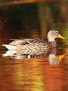 Canard colvert