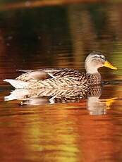 Canard colvert