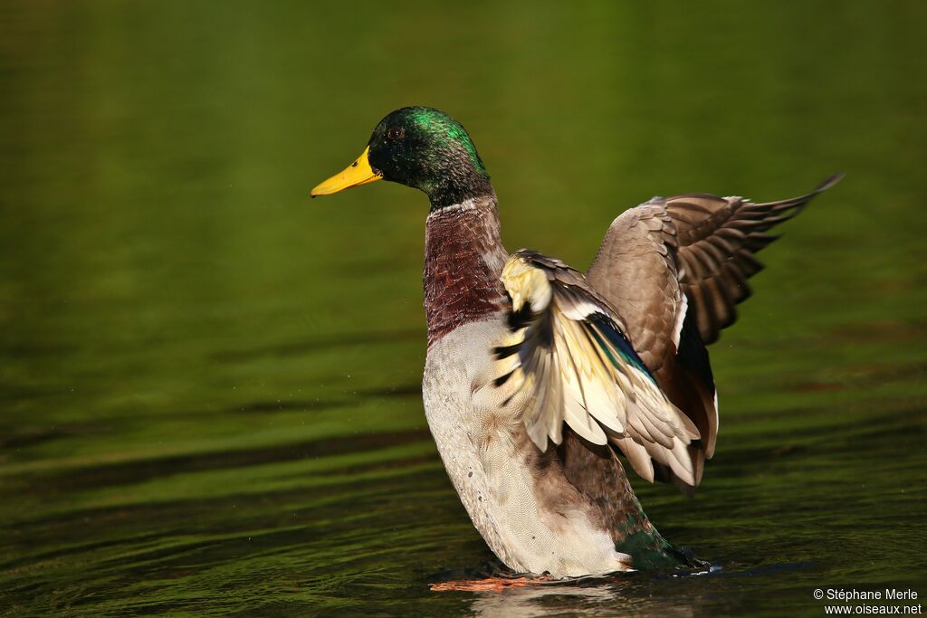 Canard colvert mâle