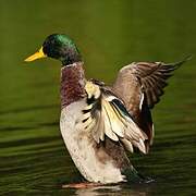 Mallard