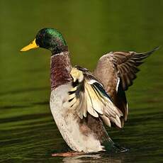 Canard colvert