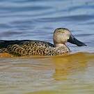 Canard de Smith