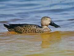 Cape Shoveler