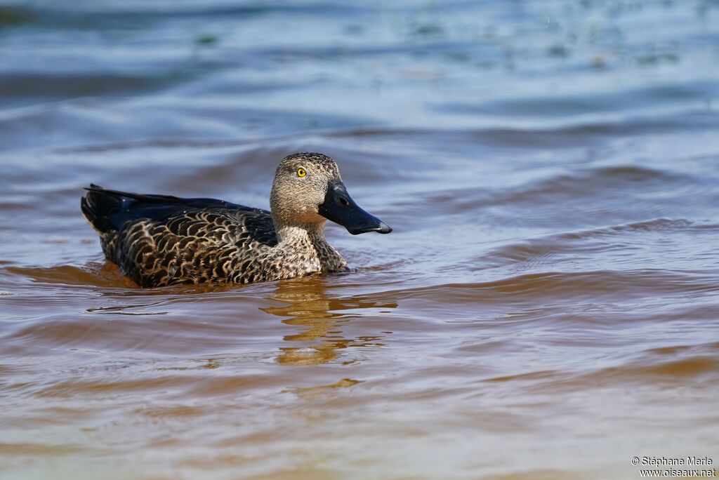 Cape Shoveler