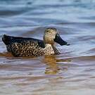 Canard de Smith
