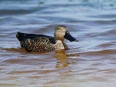 Cape Shoveler