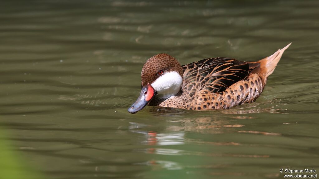 White-cheeked Pintail