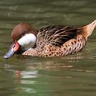 Canard des Bahamas