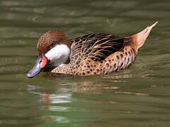 White-cheeked Pintail