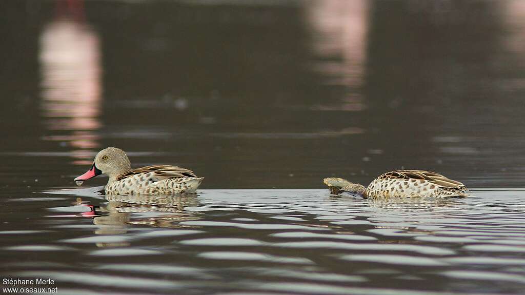 Canard du Capadulte