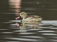 Cape Teal