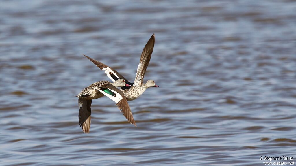 Cape Teal